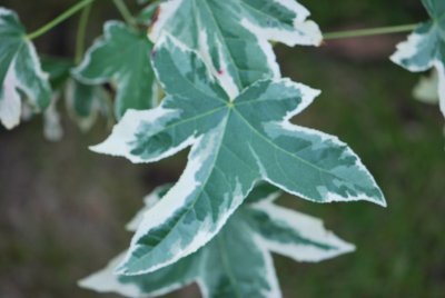 Liquidambar styraciflua 'Silver King' - ambroň západní - list